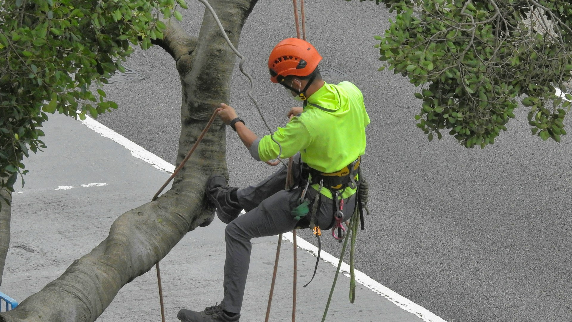 Tree removal professional at work
