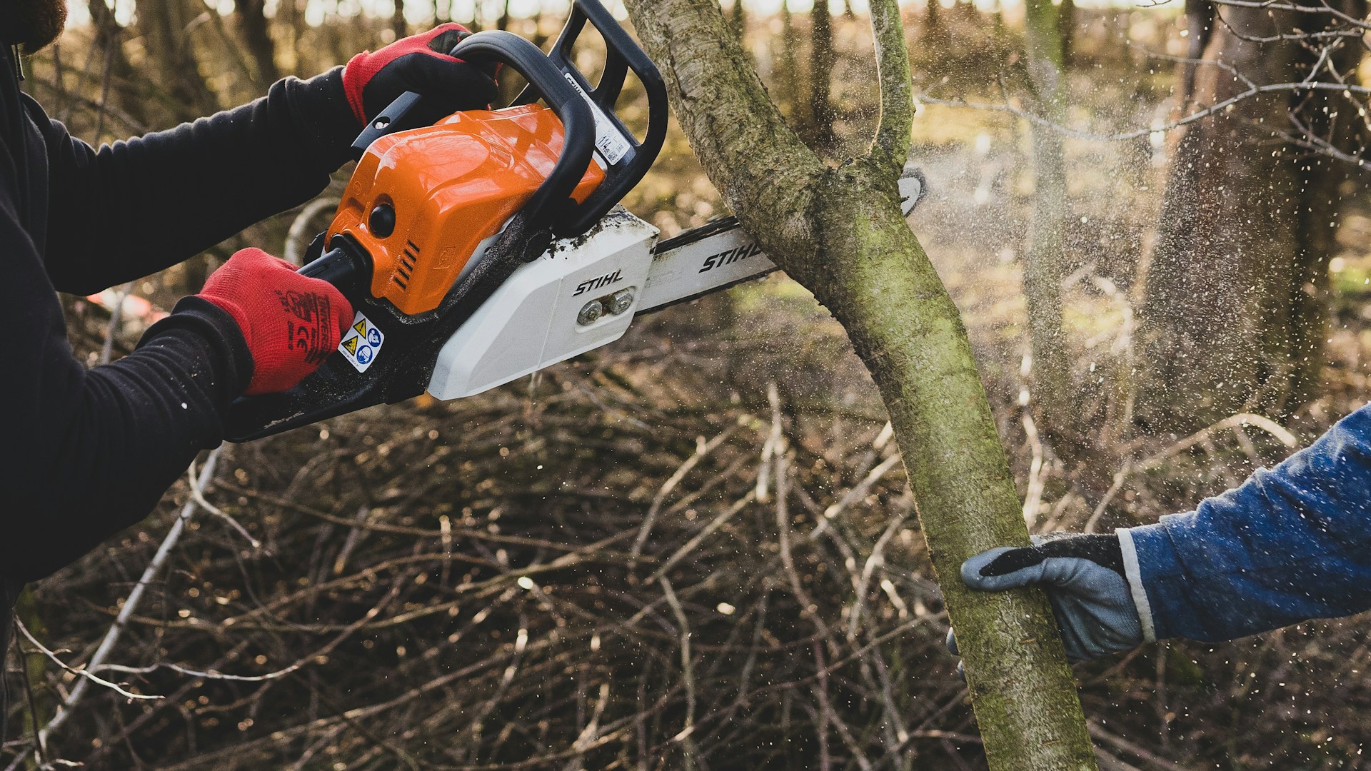 Tree trimming and pruning service