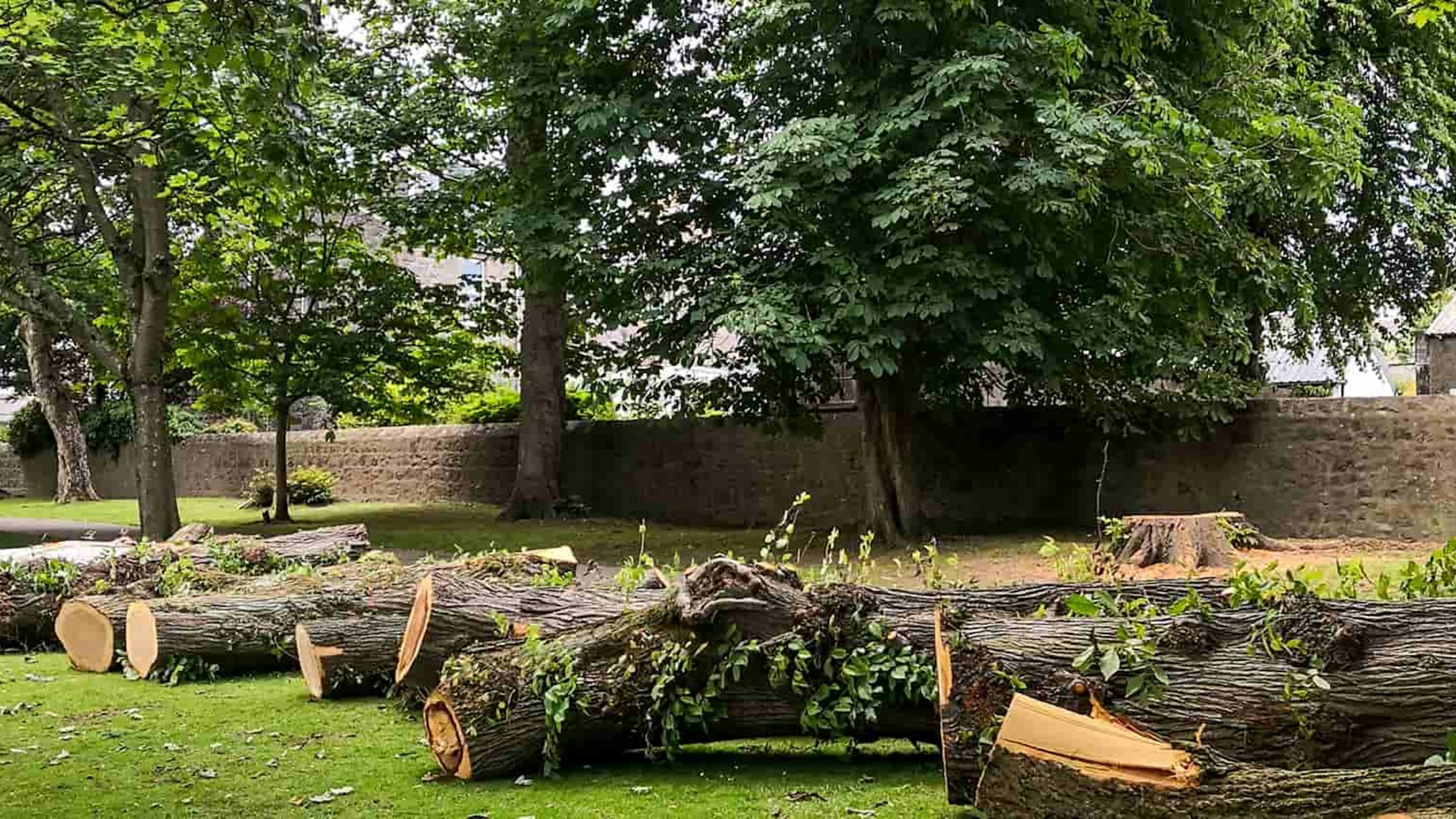 Professional arborist climbing tree